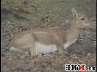 Néger hívás lány banda bevágta -ban a dzsungel